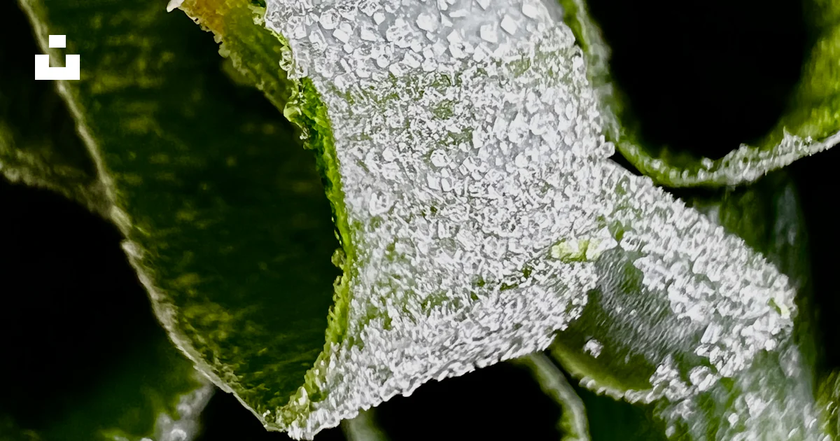 Gros Plan D une Feuille Photo Image Gratuite De Glace Sur Unsplash gros-plan-d-une-feuille-photo-image-gratuite-de-glace-sur-unsplash