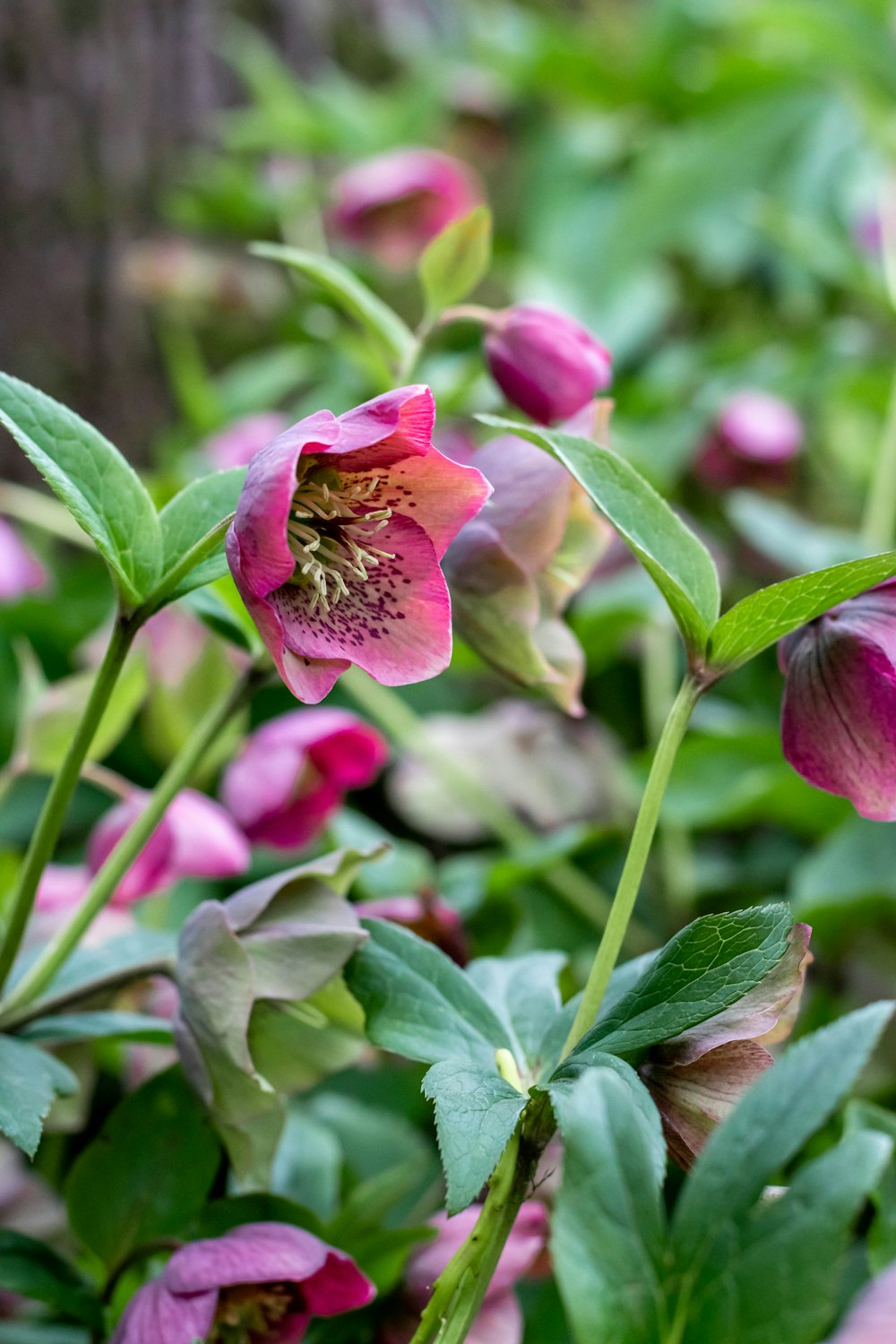 a close up of a flower