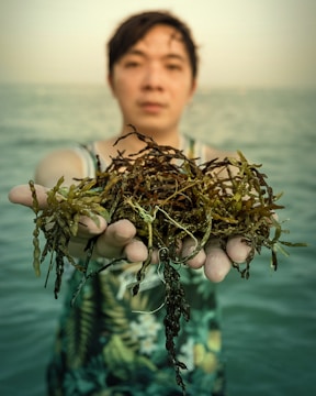 Farmers harvesting seaweed in a coastal area.