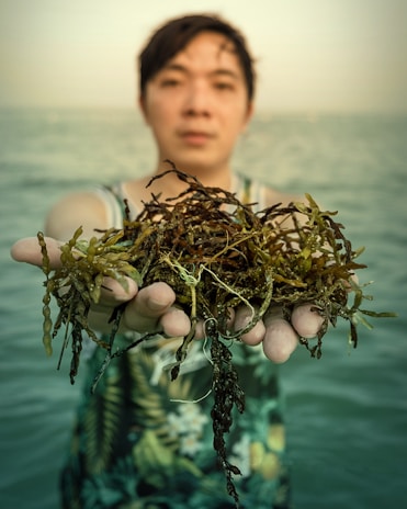Artisan carefully harvesting seaweed by hand along the Brittany coast.