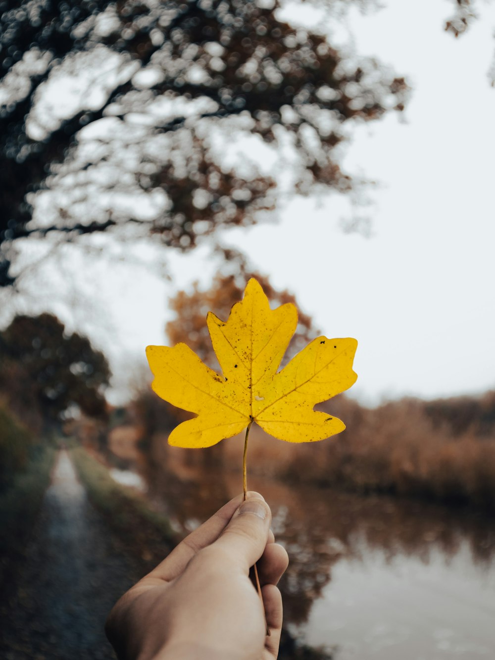 a hand holding a yellow leaf