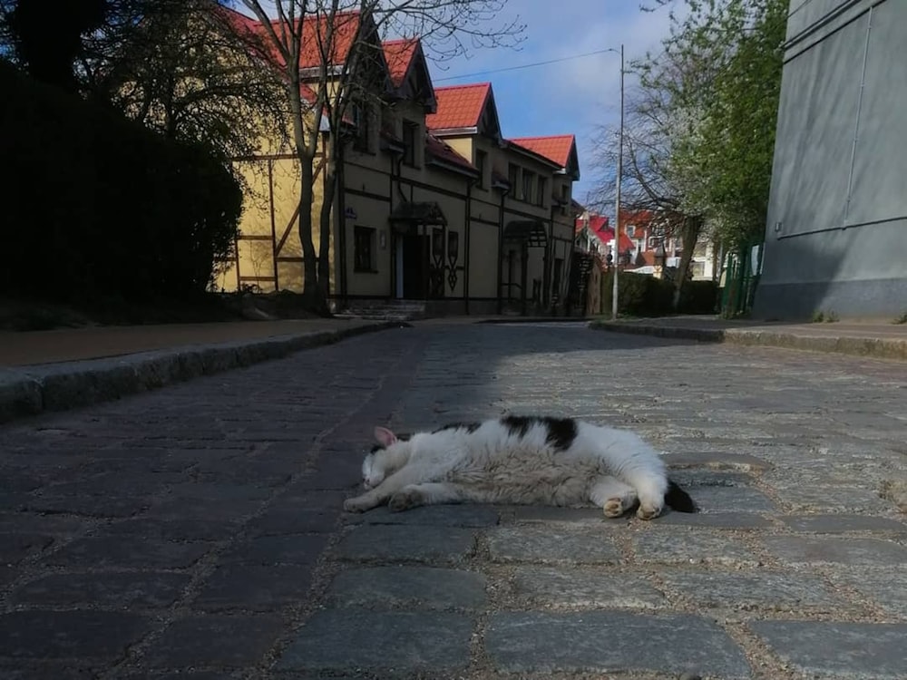 a cat lying on the street