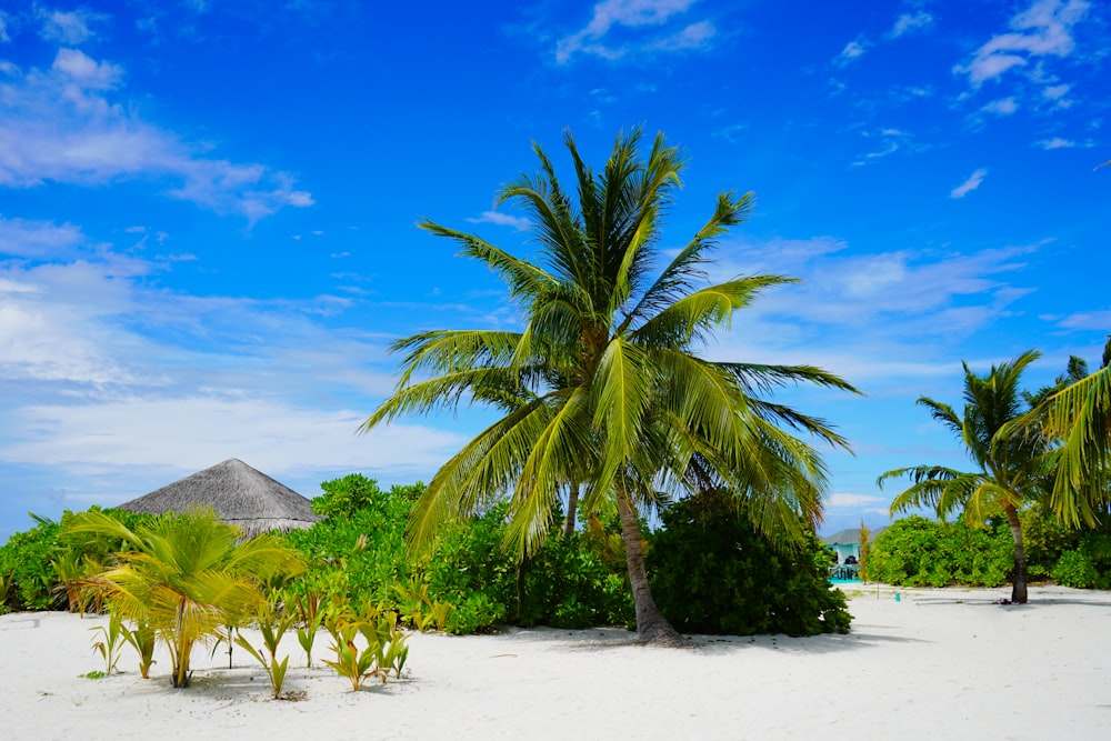 a palm tree on a beach