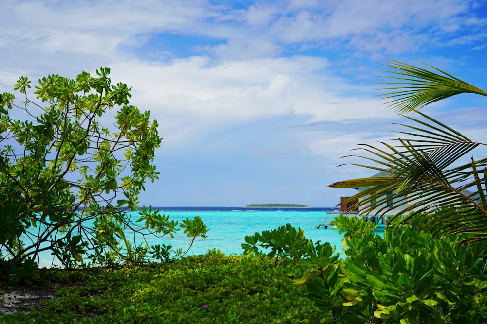 a tropical area with a body of water in the background