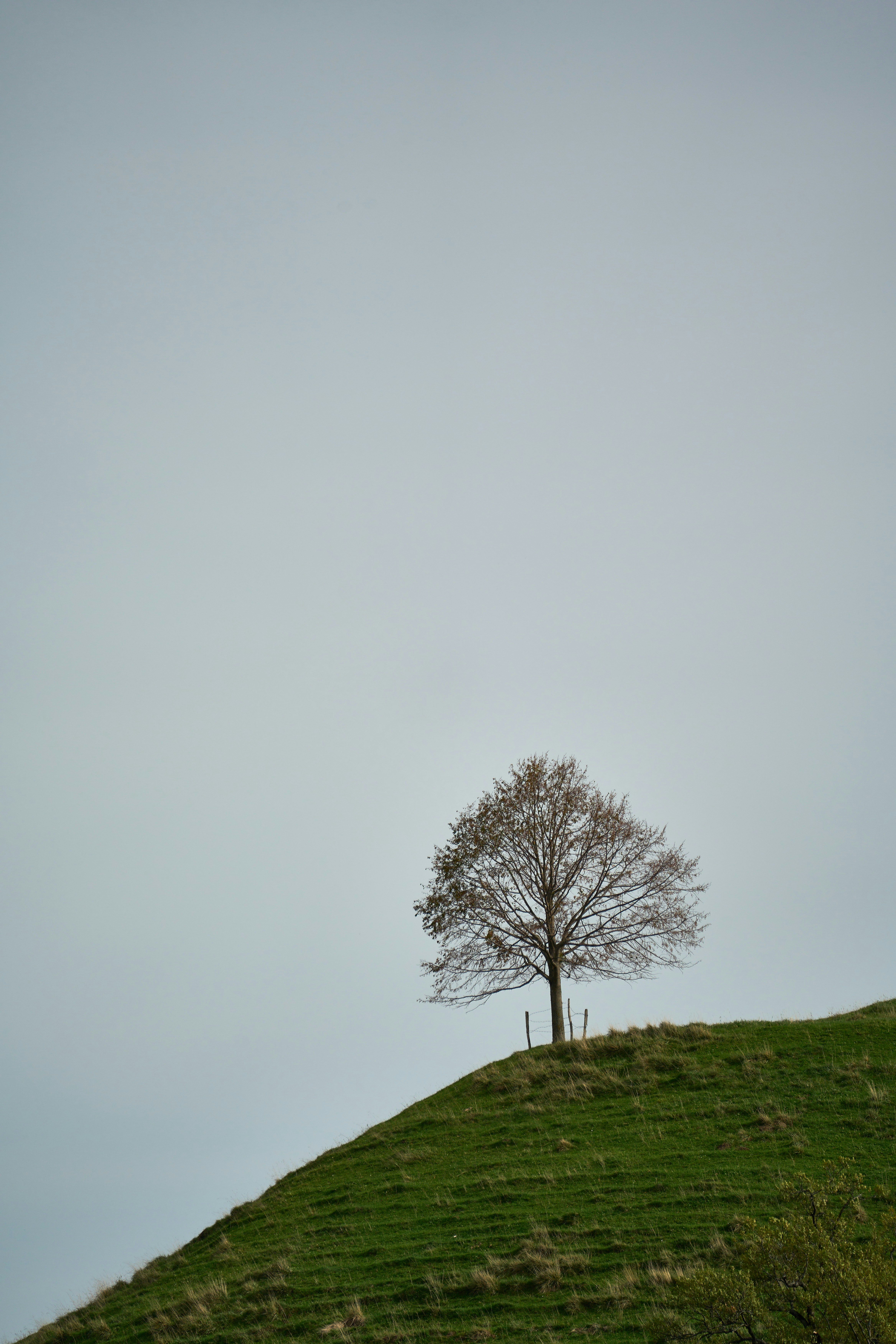 Photo by wolfgang_hasselmann