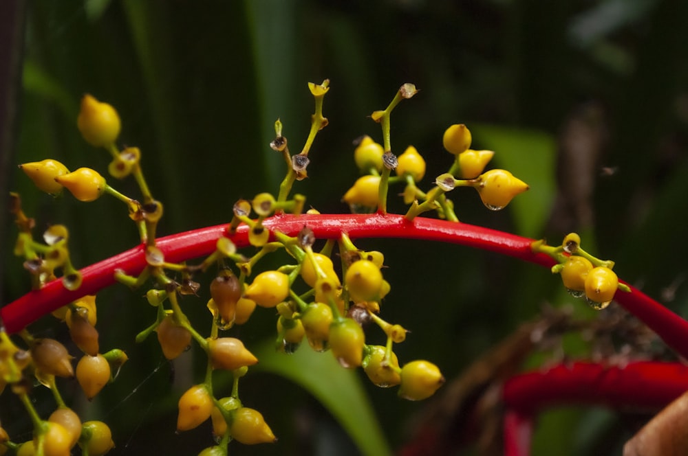 a close-up of a plant with yellow flowers