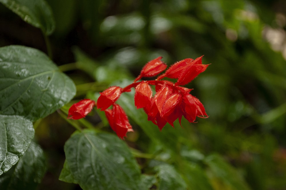 a close up of a red flower