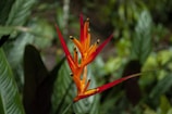 a red flower with green leaves