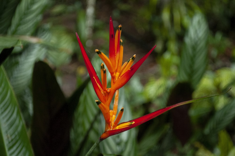 a red flower with green leaves