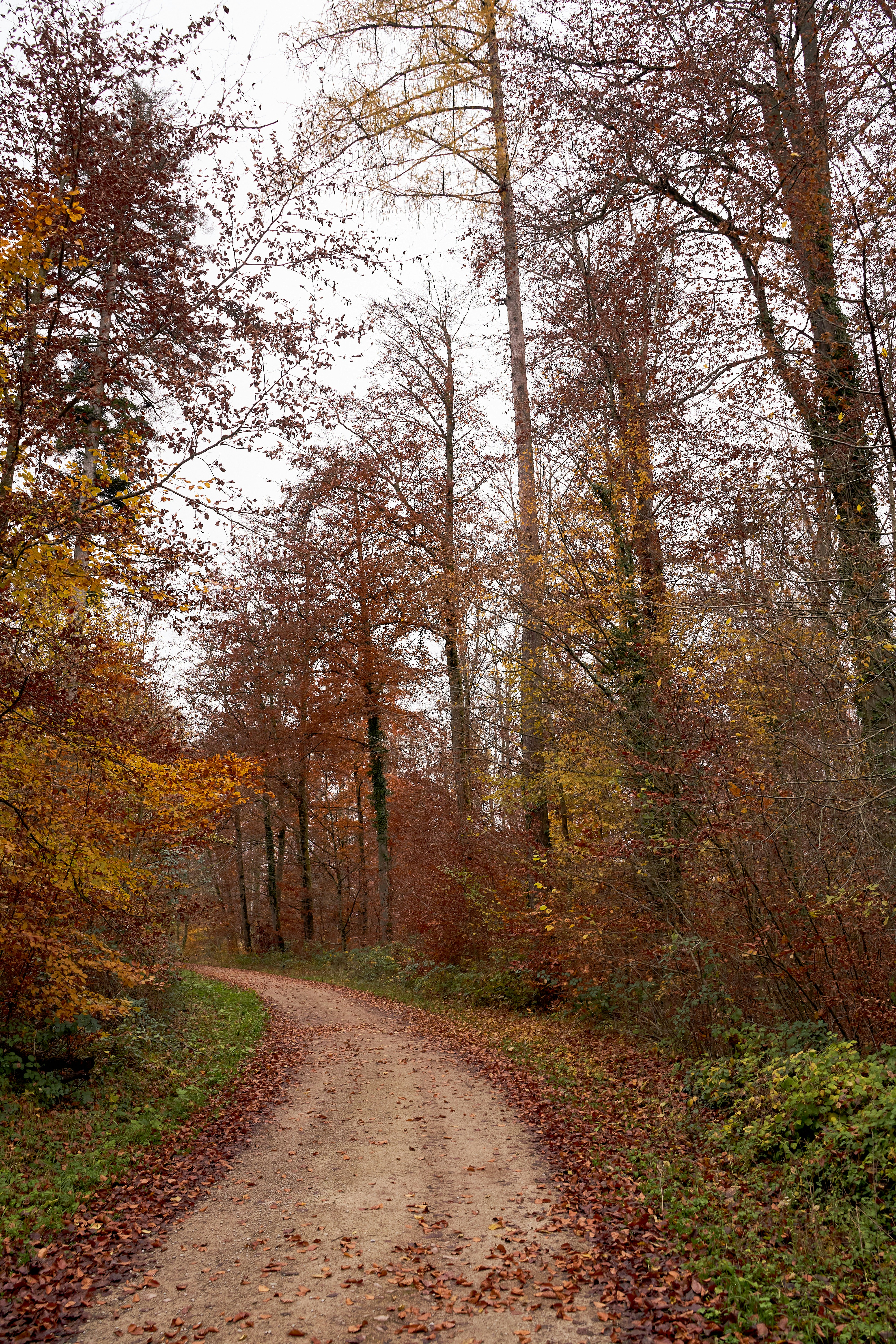 Photo by wolfgang_hasselmann