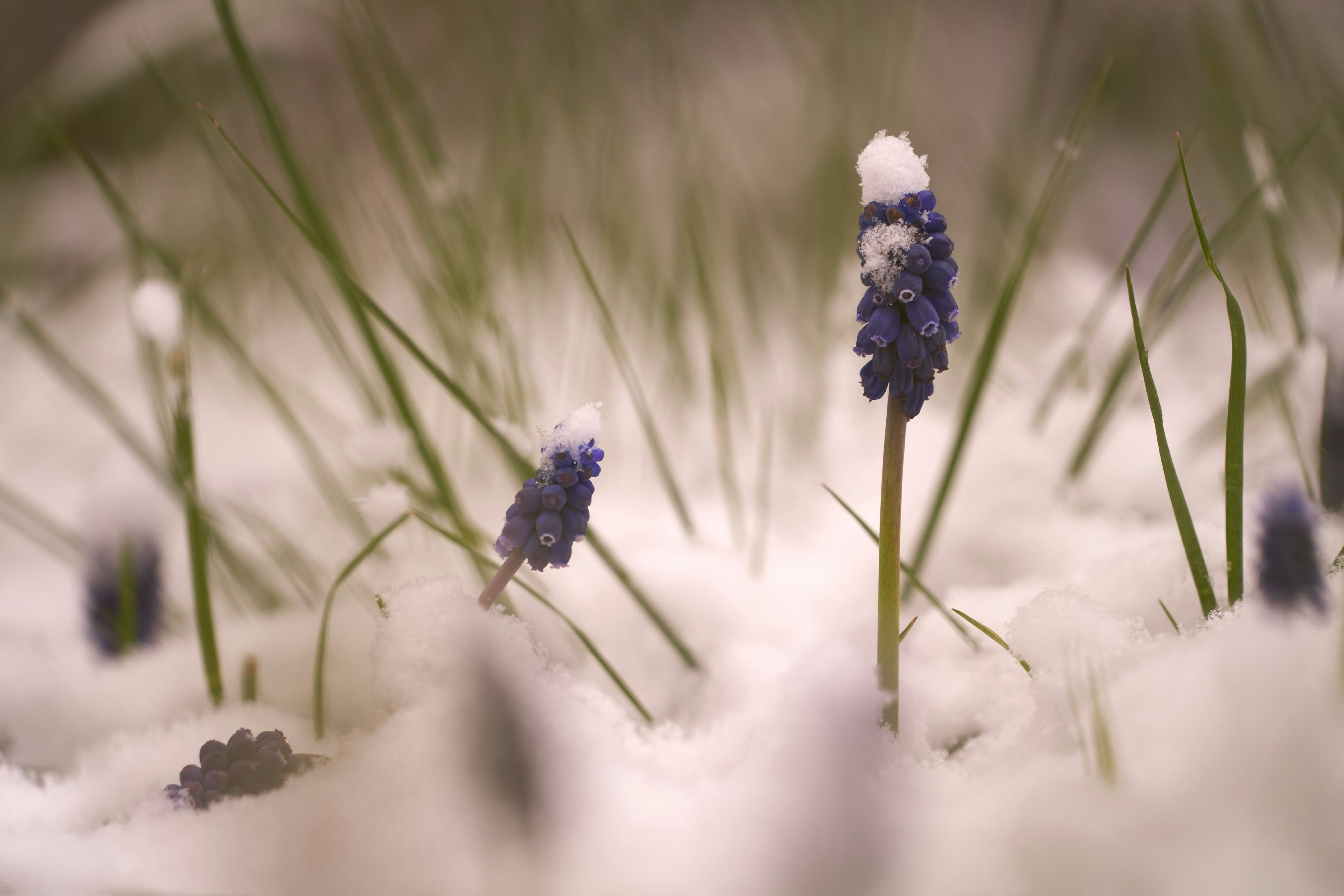 Photo by wolfgang_hasselmann