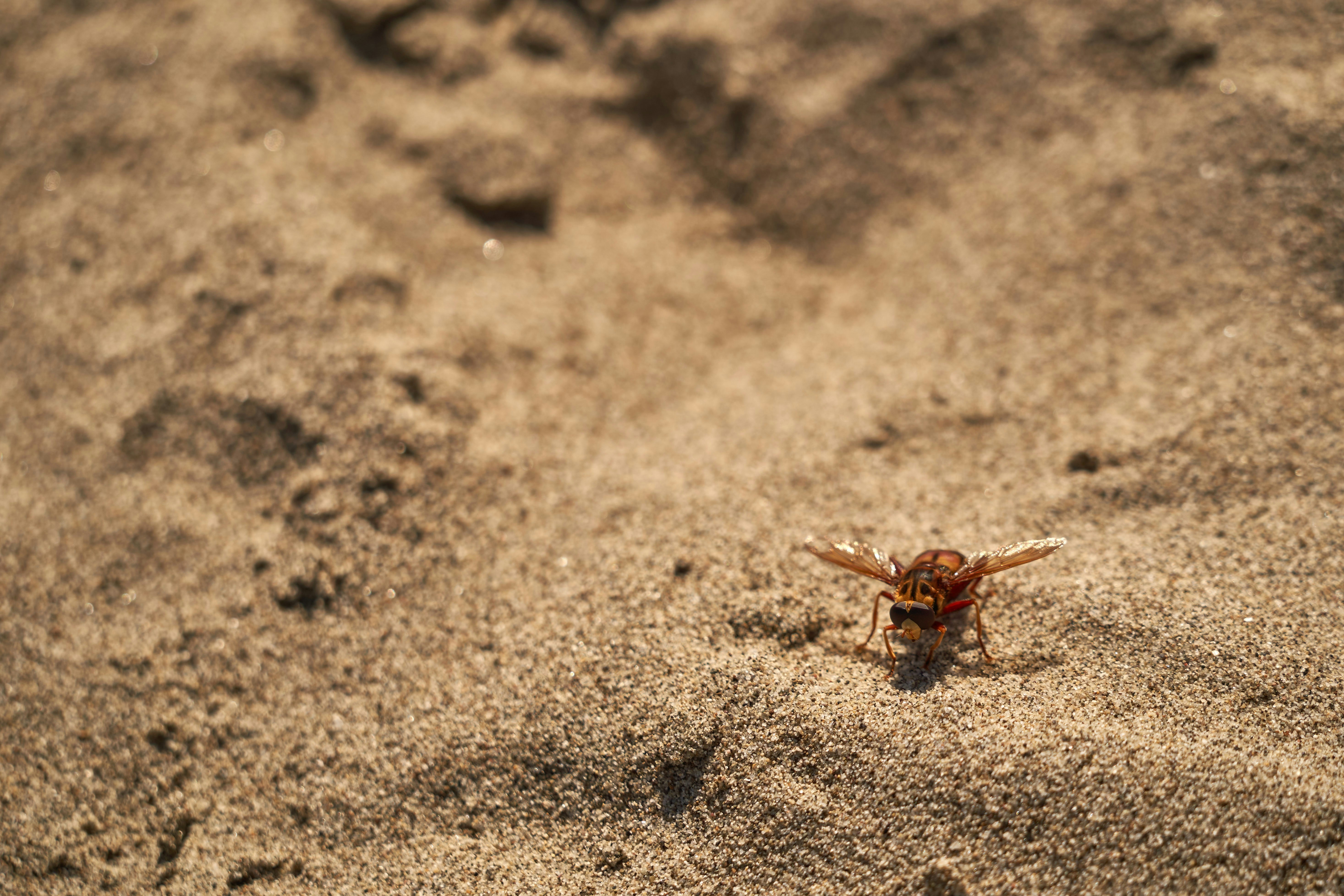 Photo by wolfgang_hasselmann