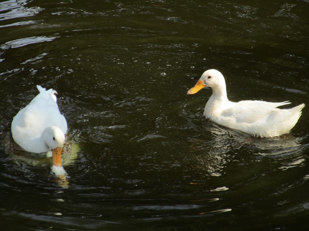 a couple of white ducks in the water