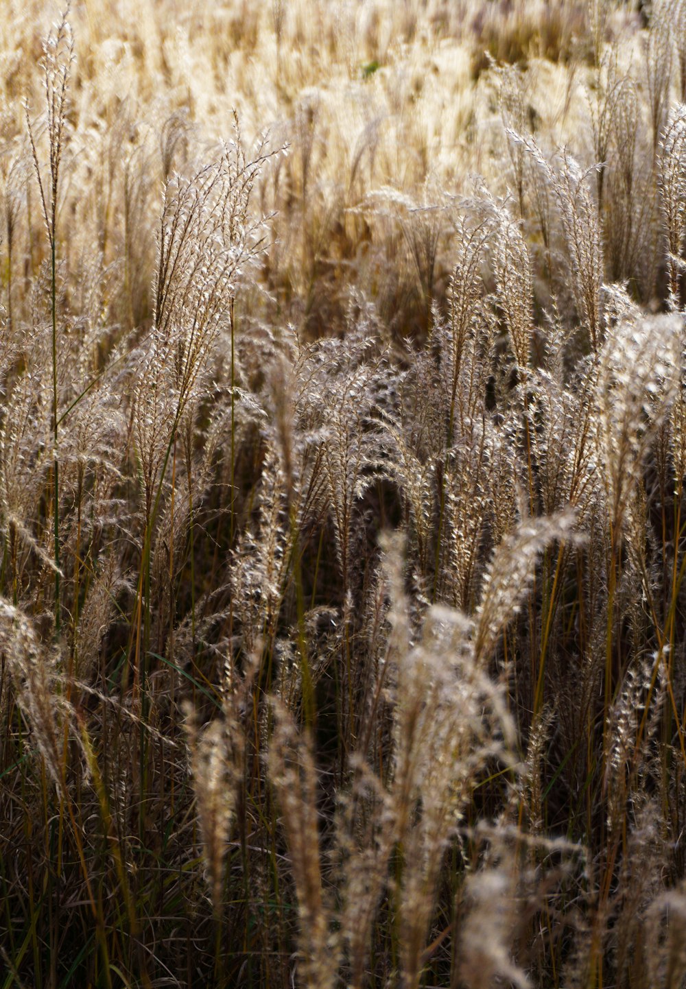 a field of wheat