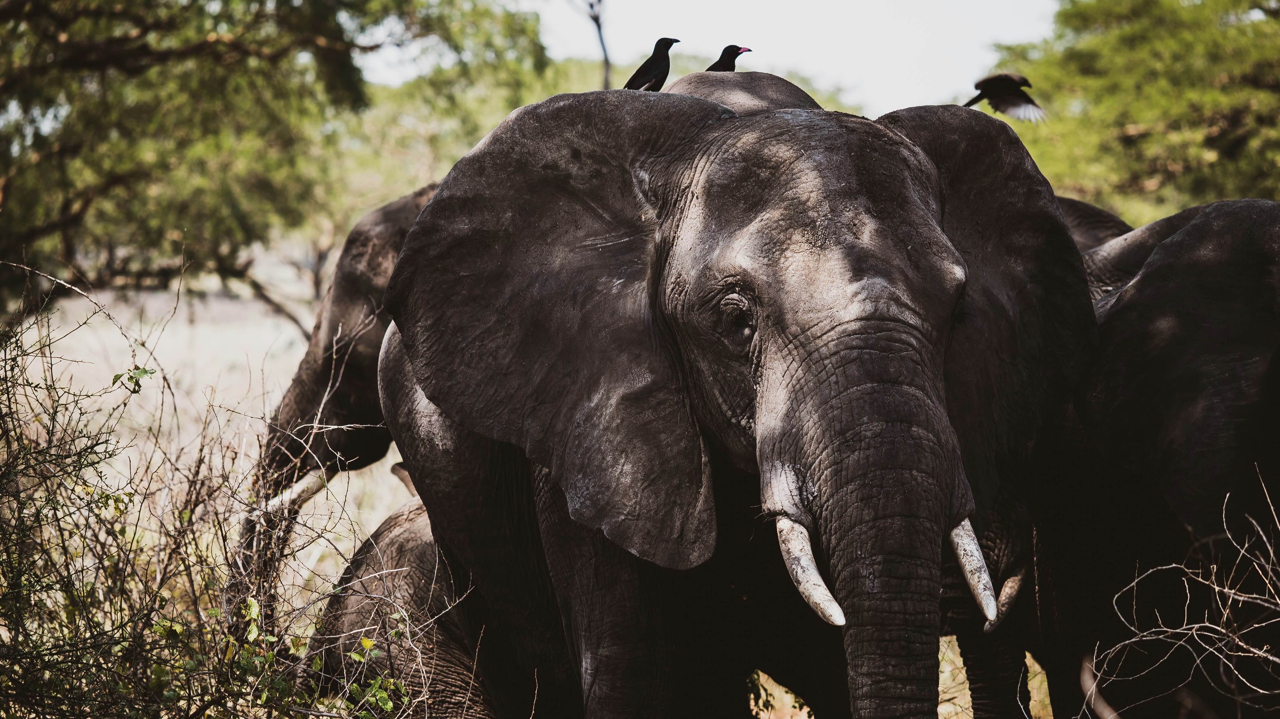 a group of elephants walk through the wild, A family of wandering bush elephants with birds