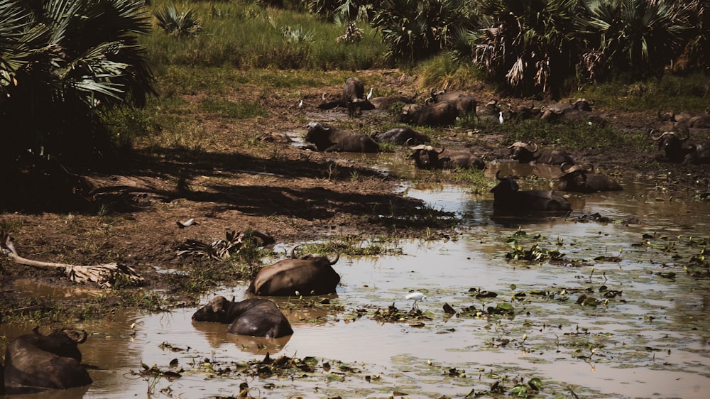 a group of hippos in a river