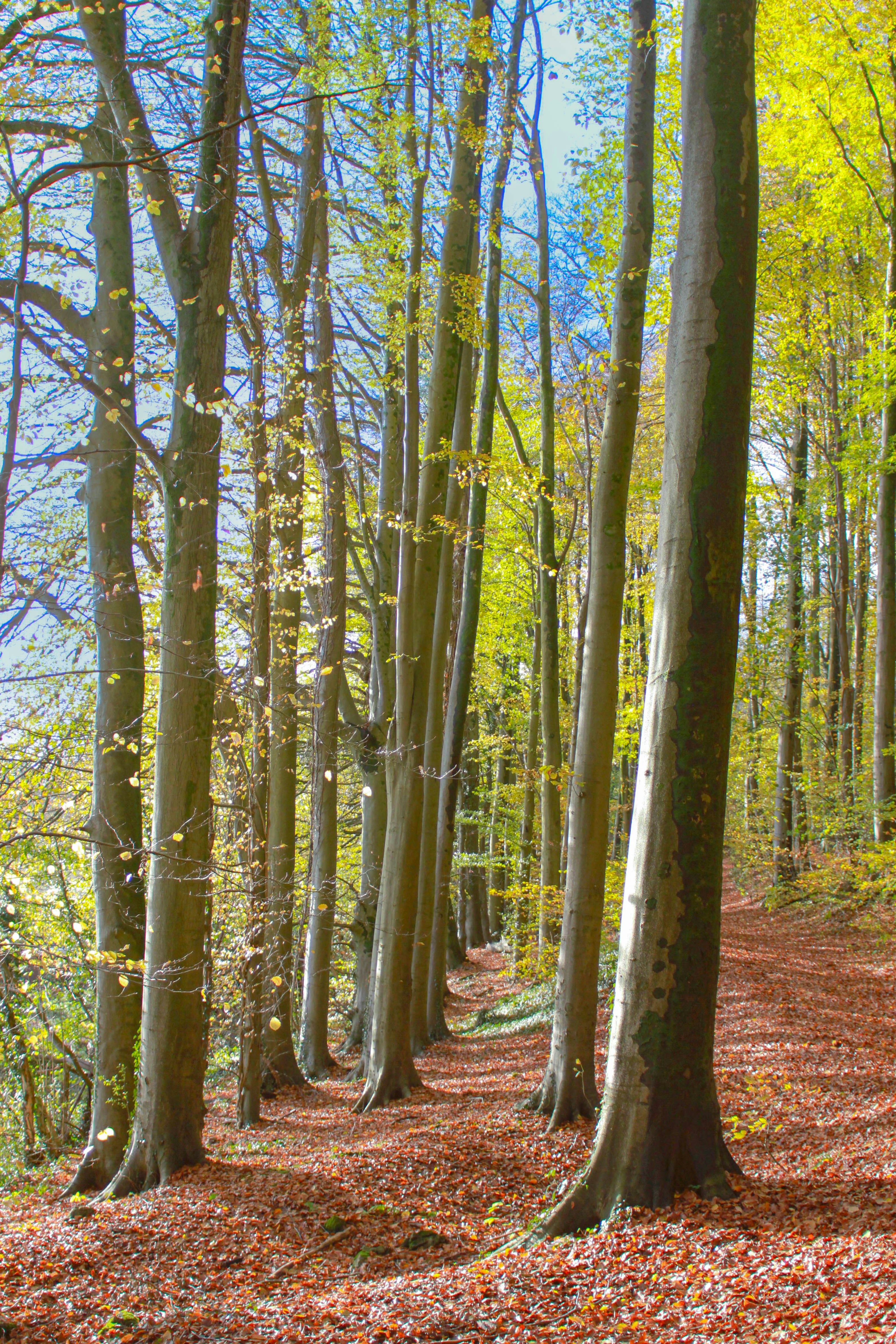A forest of trees photo – Free Land Image on Unsplash