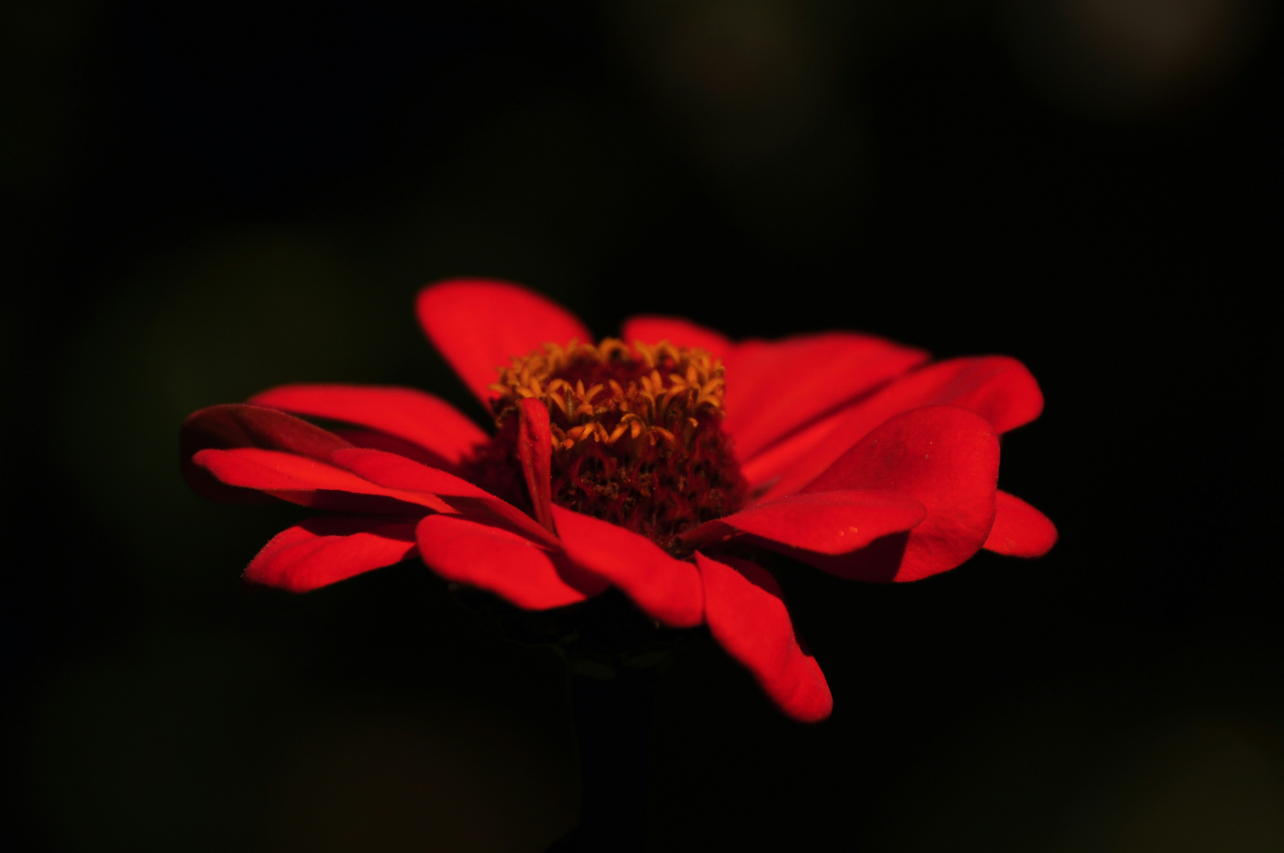 a red flower with a black background