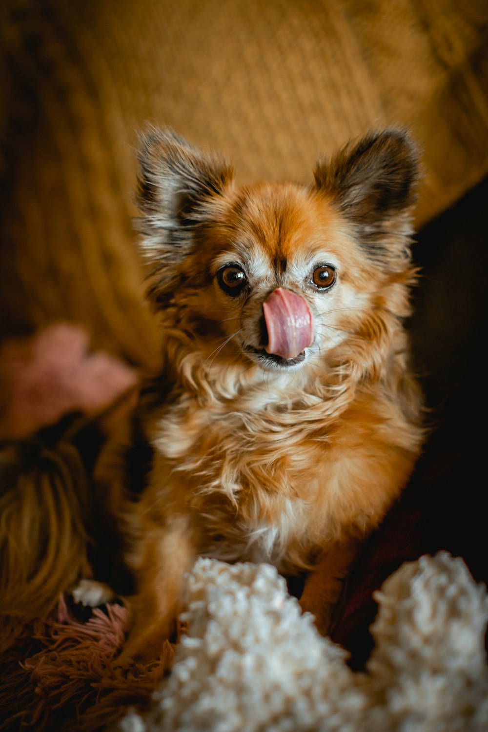 a fox with its mouth open