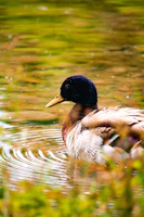 A vibrant mallard duck gliding smoothly across a shimmering pond at sunrise.