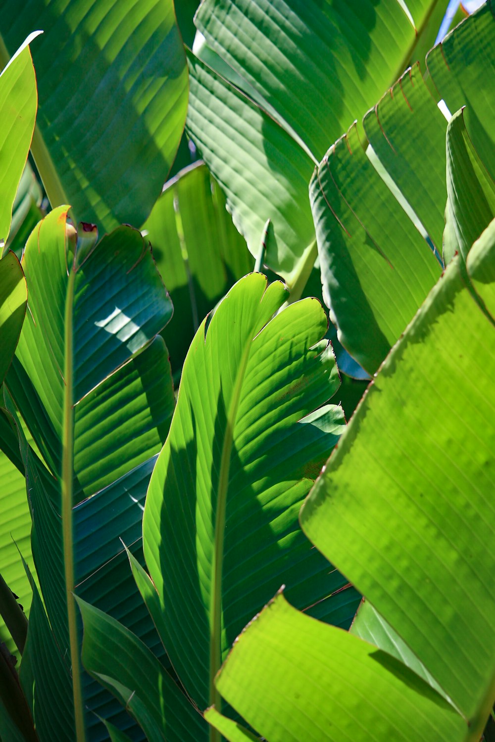 a close-up of some leaves