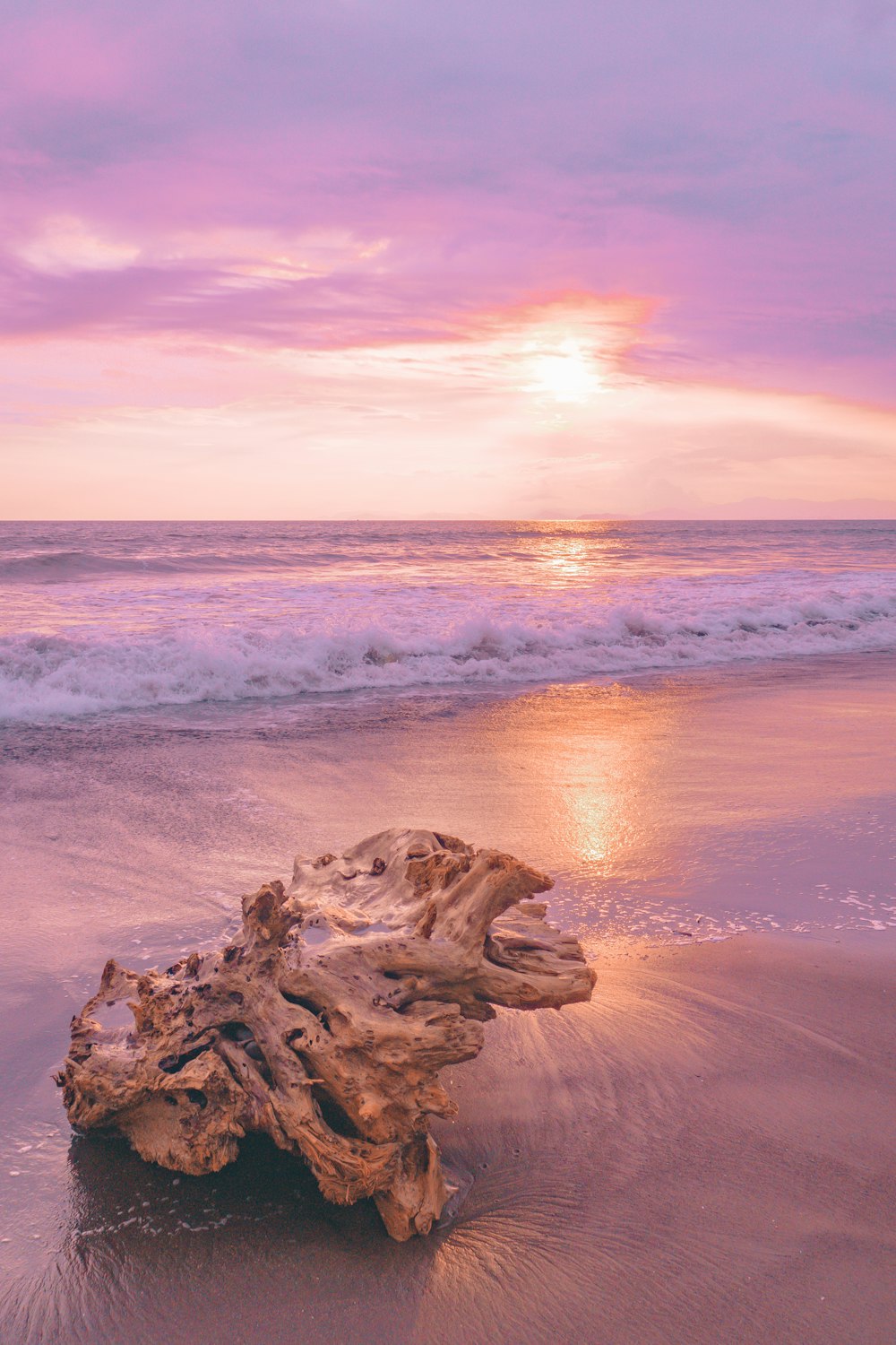 a log on a beach