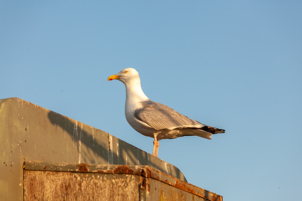 a seagull on a roof