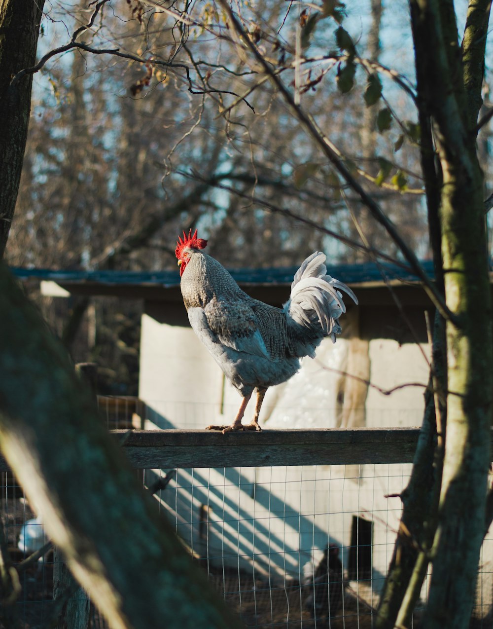 a bird on a fence