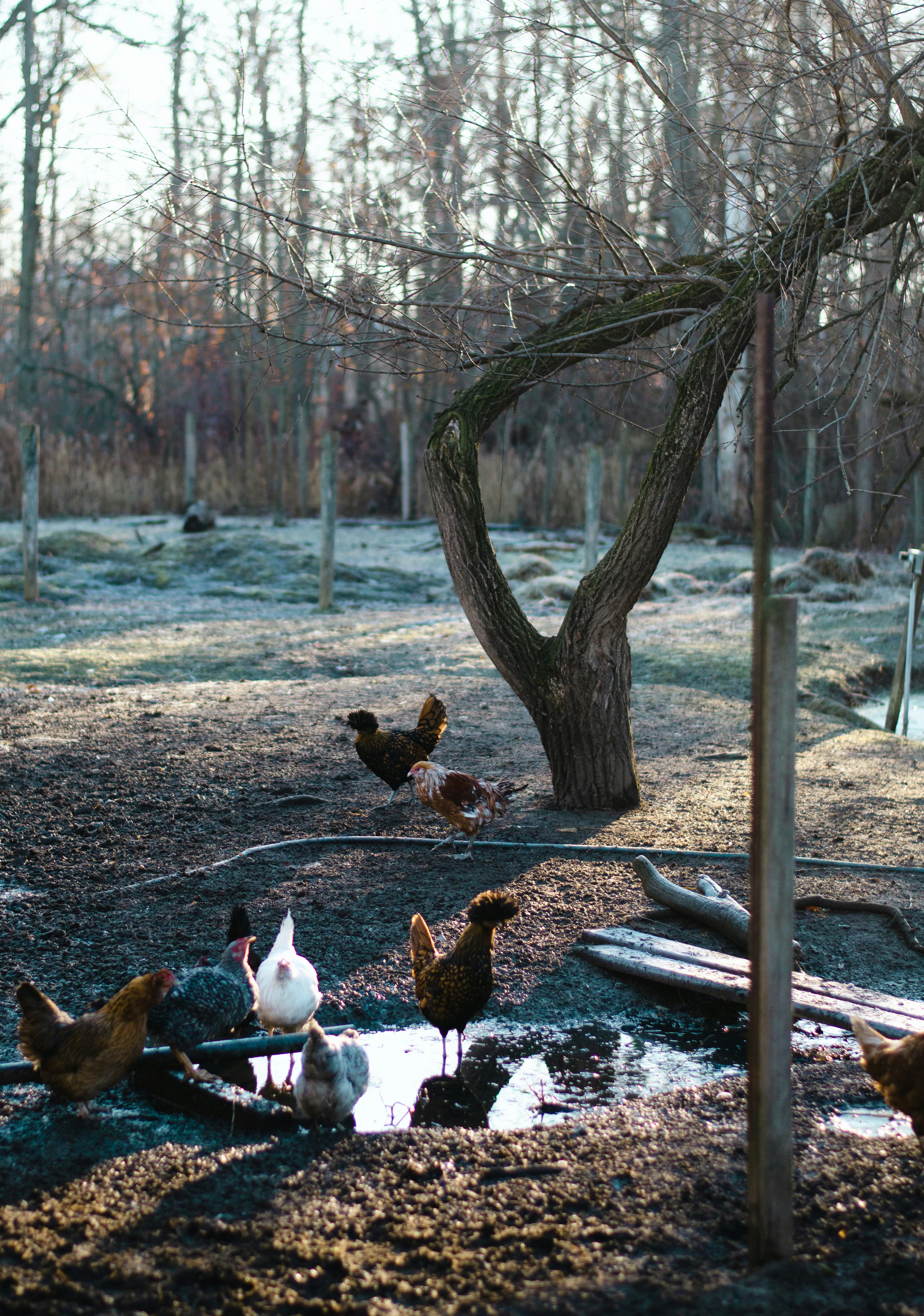 Foto zum Thema Eine Gruppe von Enten in einem Teich Kostenloses Bild