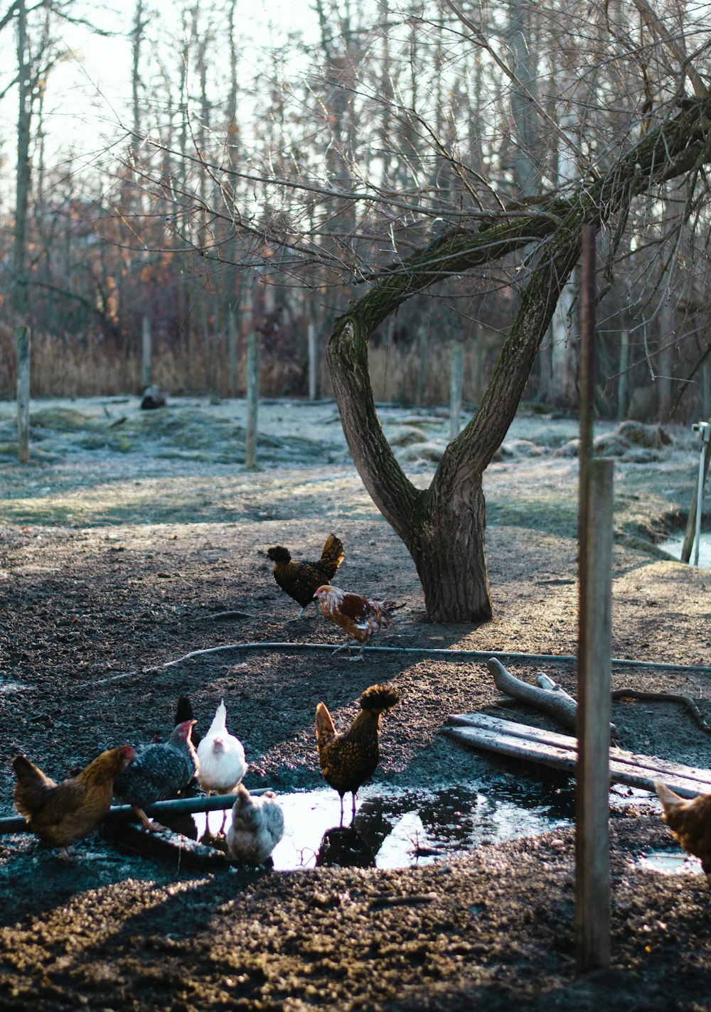 a group of ducks in a pond