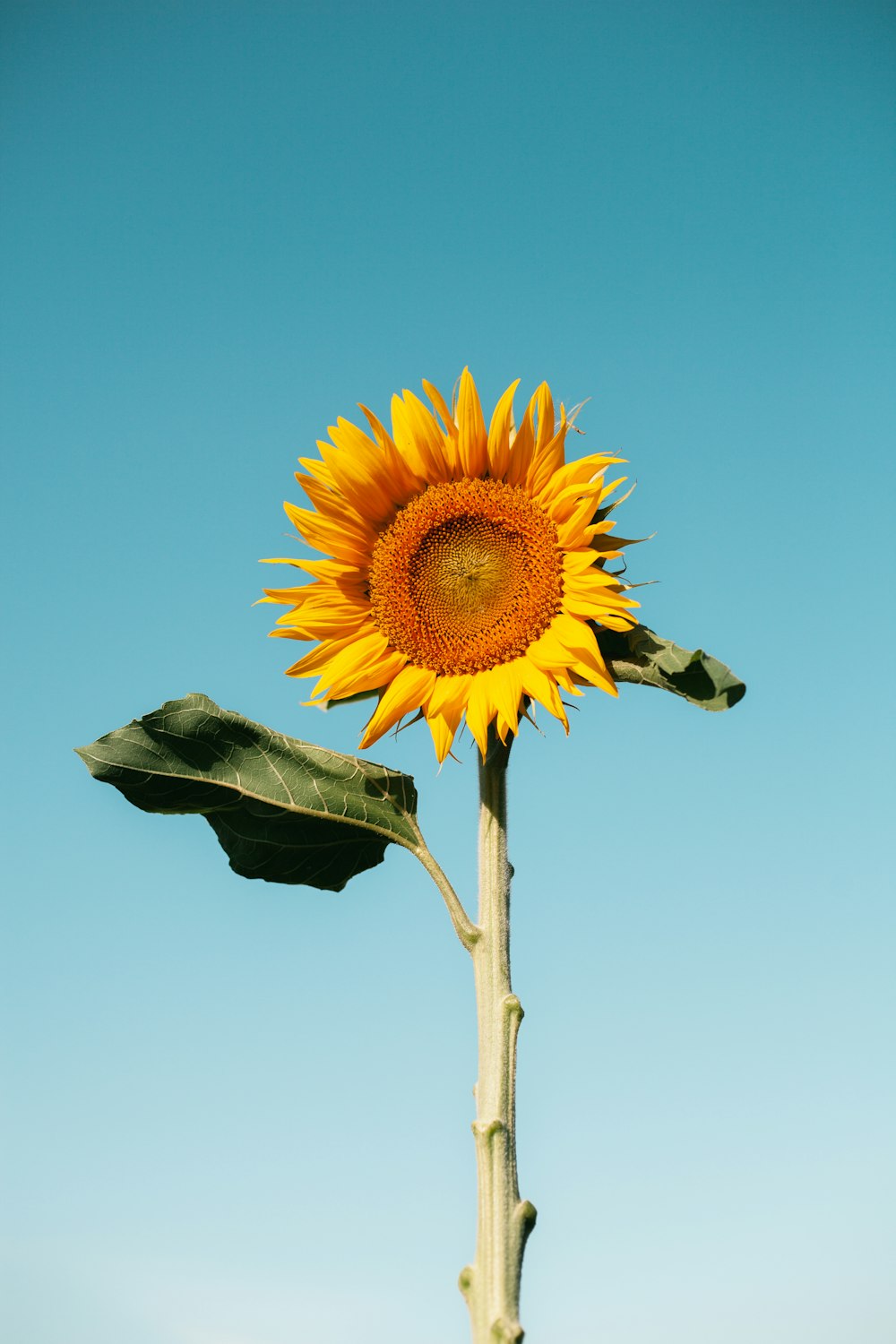 a yellow sunflower with a green leaf on it