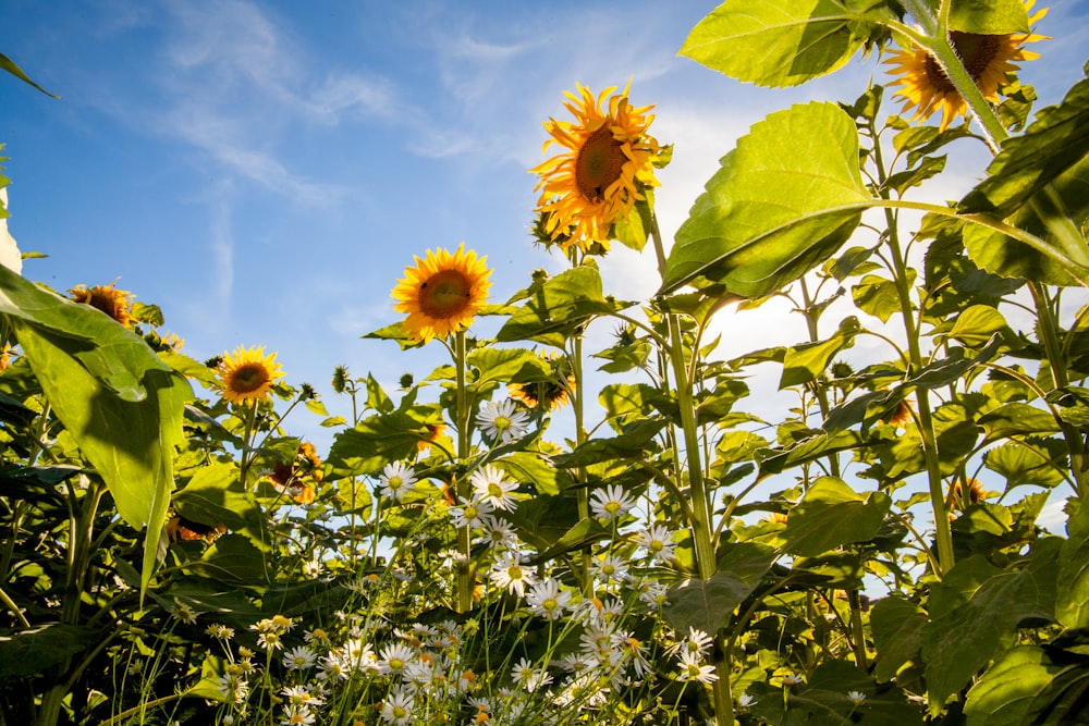 sunflowers growing in a field