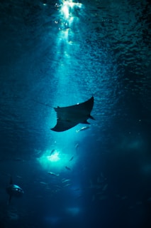 a group of fish swimming in the water