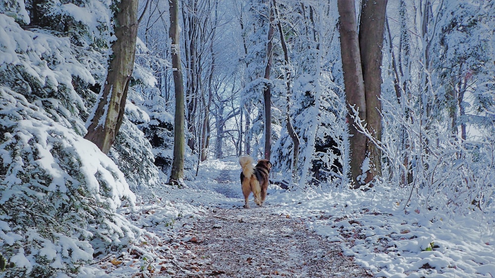 a dog walking on a path in the snow