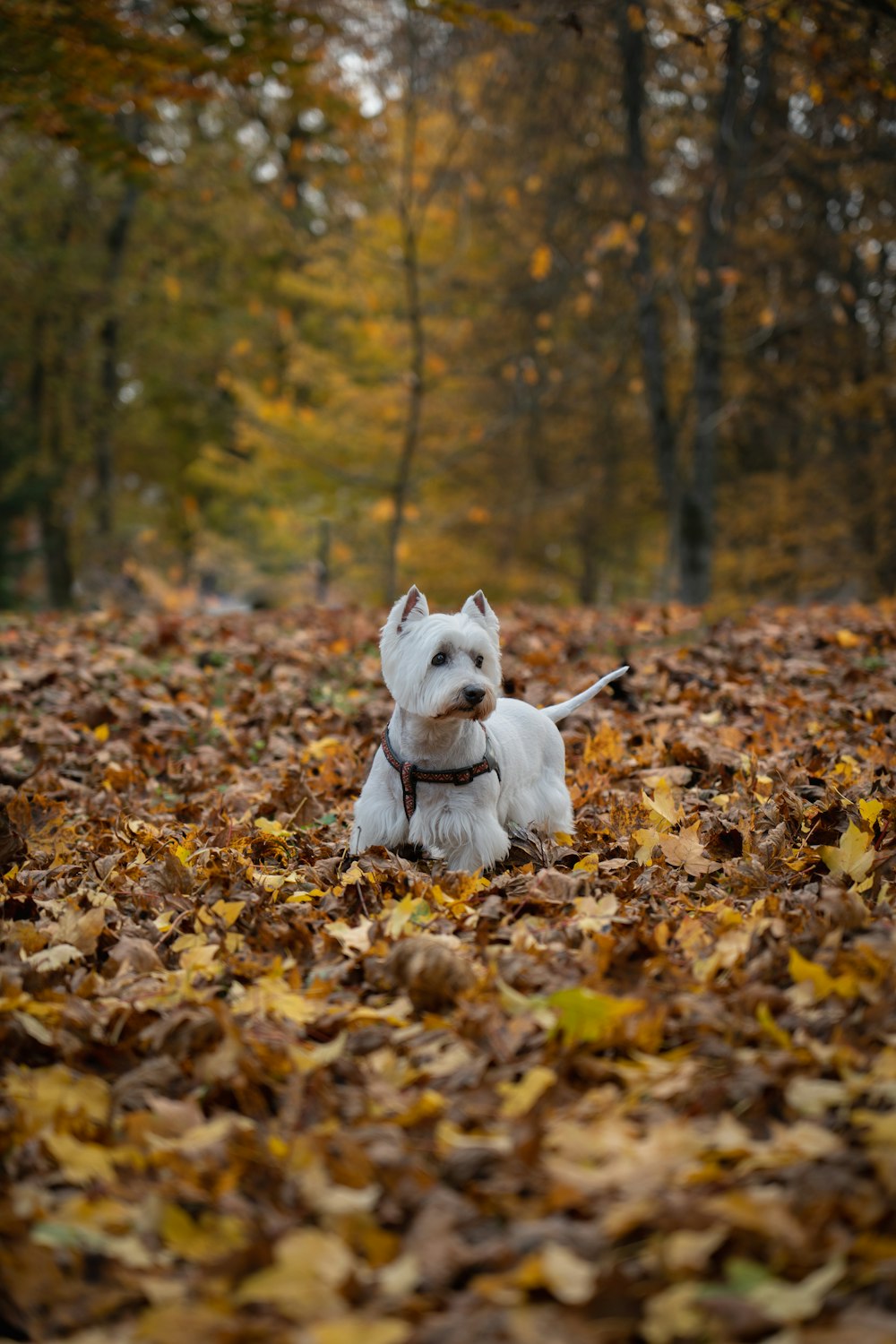 a dog sitting in a pile of leaves