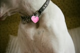 a dog with a collar