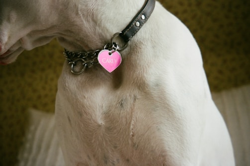 a dog with a collar