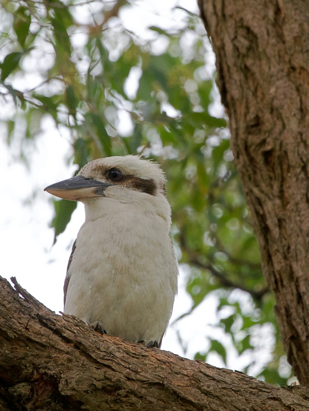 a bird sitting on a tree branch