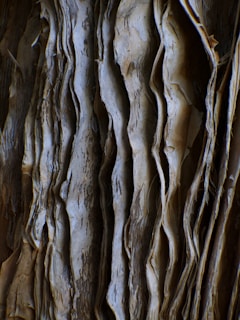 a close-up of a tree trunk