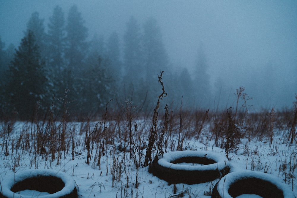 a snowy field with trees