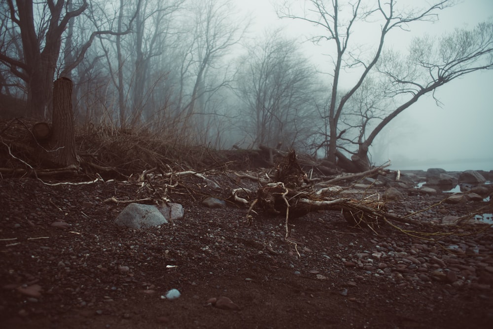 a pile of debris in a forest