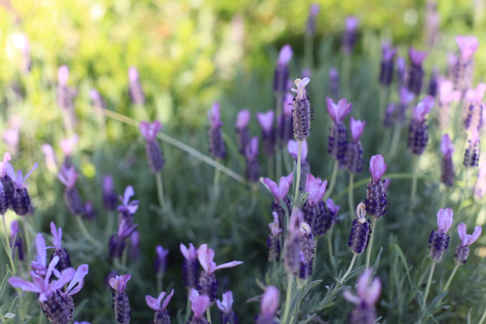 a close up of purple flowers