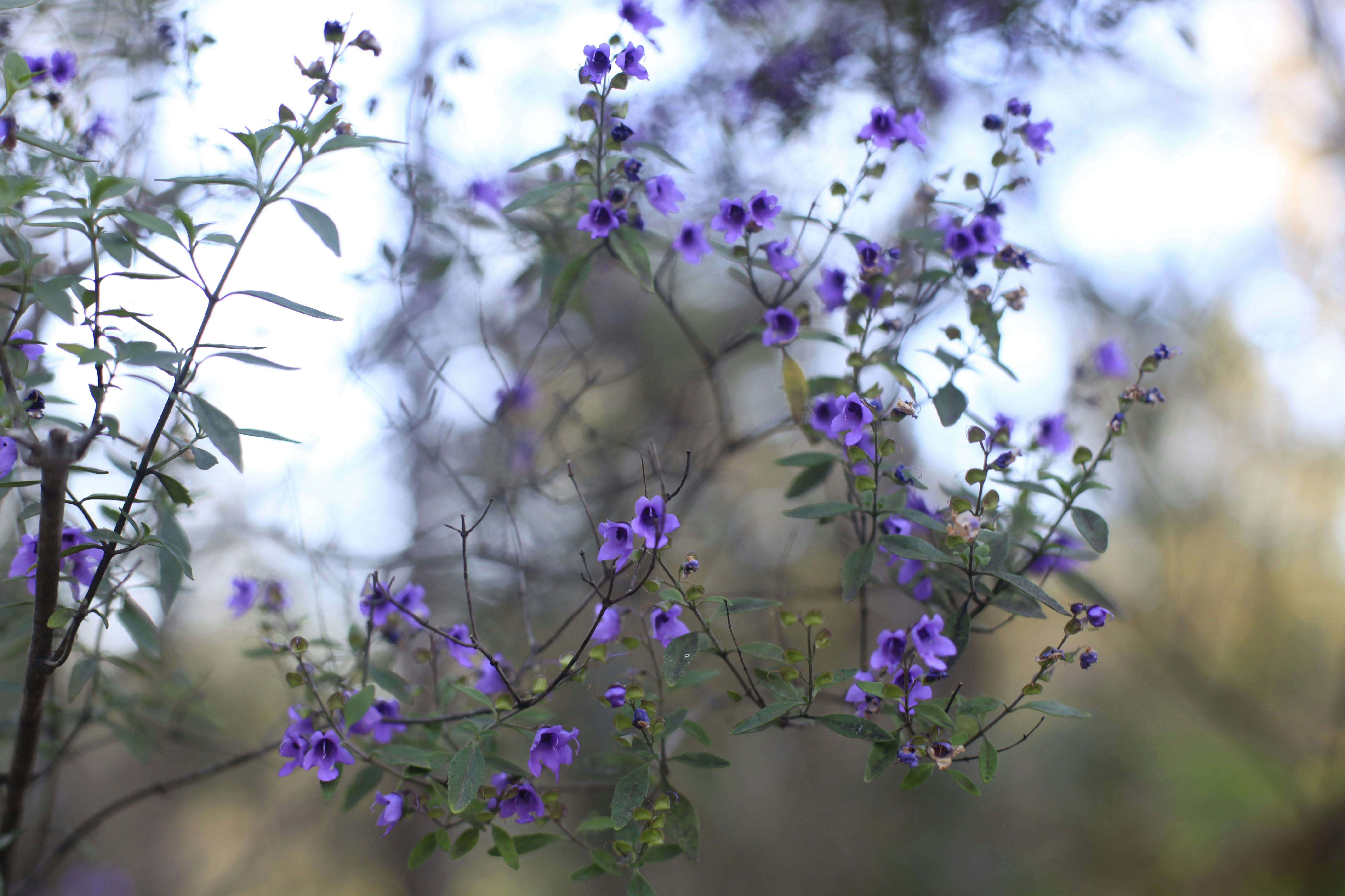 Purple flowering trees at retreat location