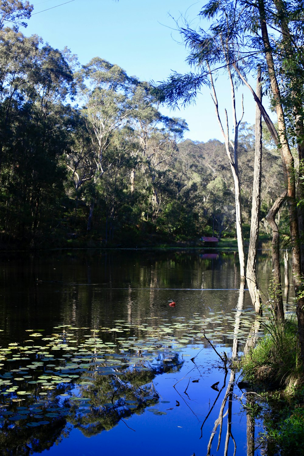 a body of water with trees around it