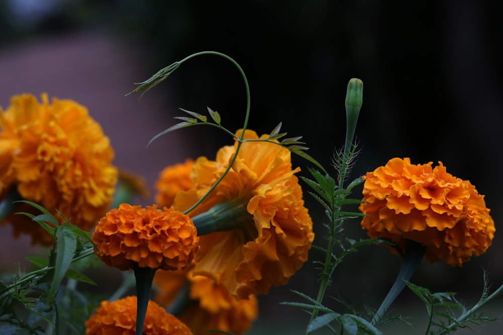 a group of sunflowers