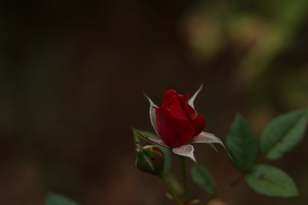 a red rose with green leaves