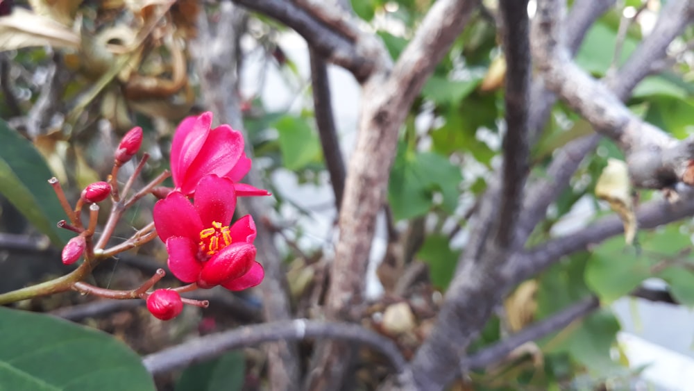 a close up of a flower