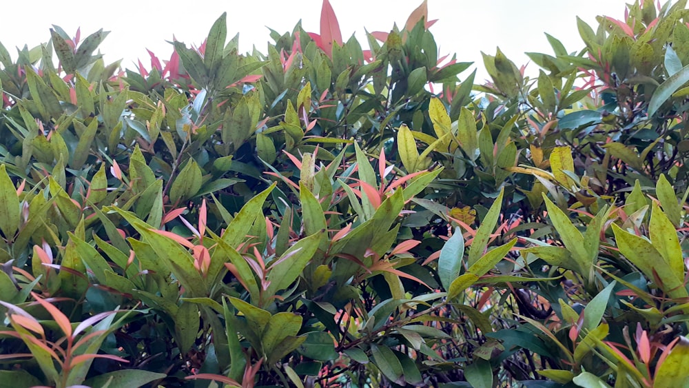 a group of green leaves