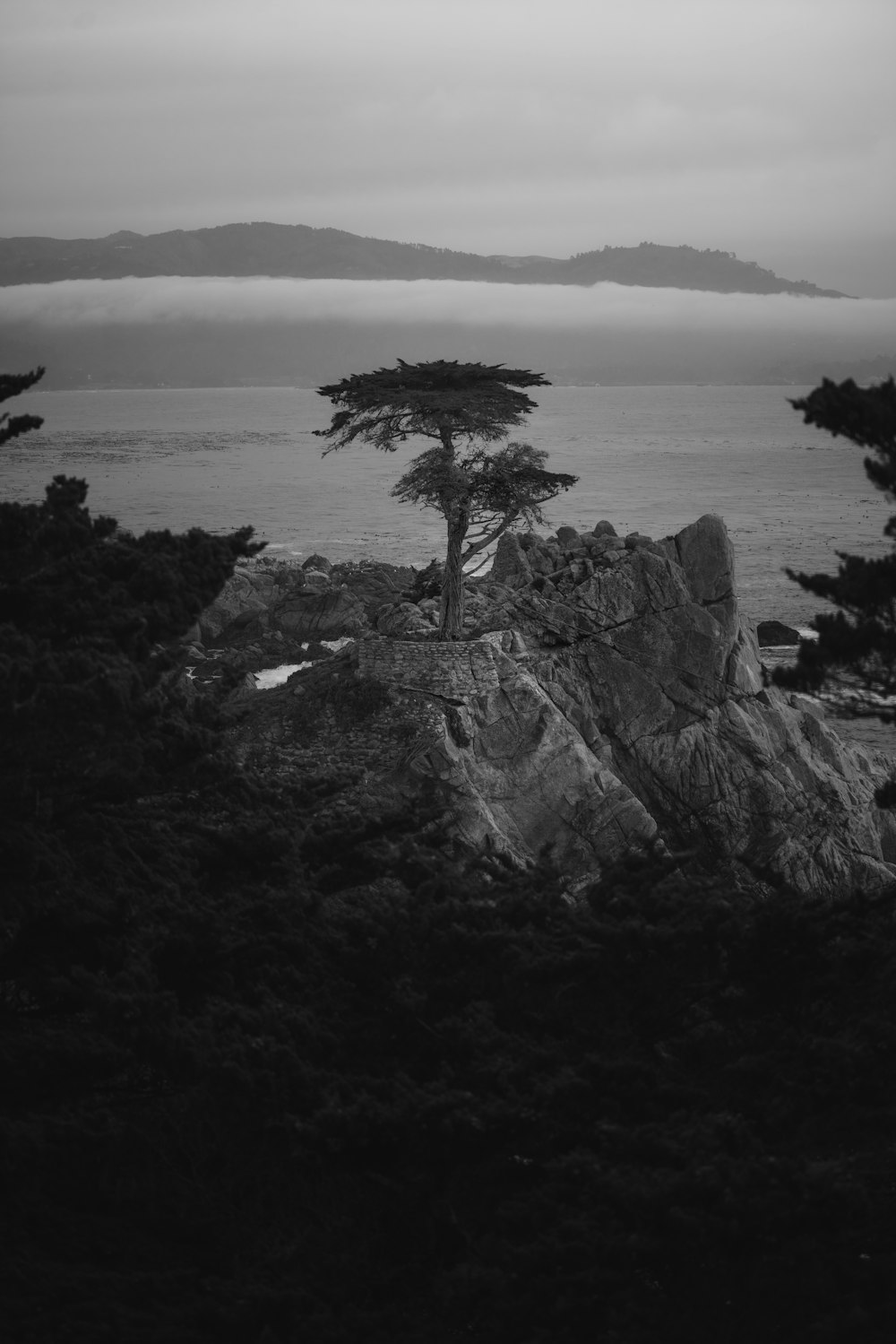 a tree on a rocky shore