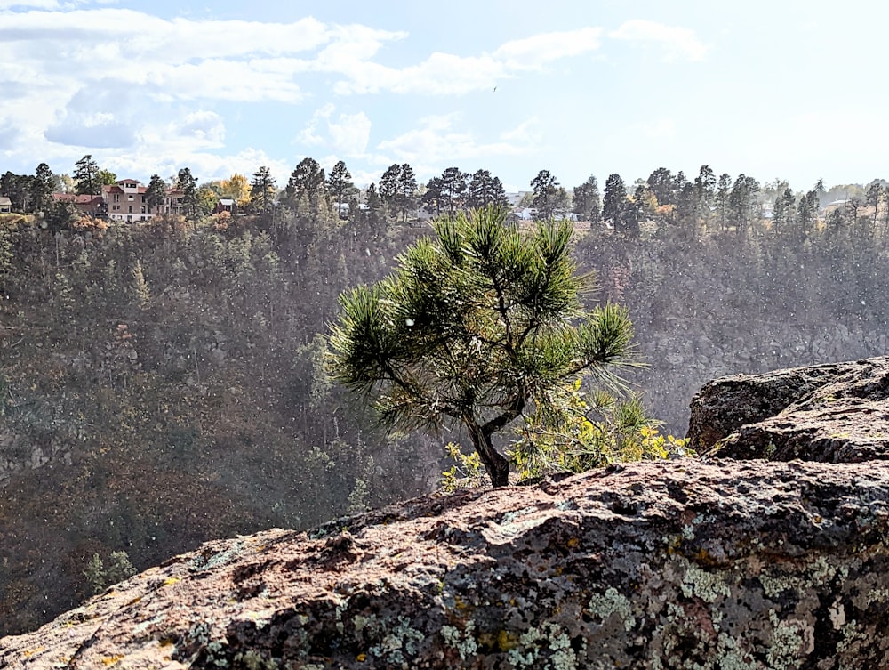 a tree on a rocky hillside